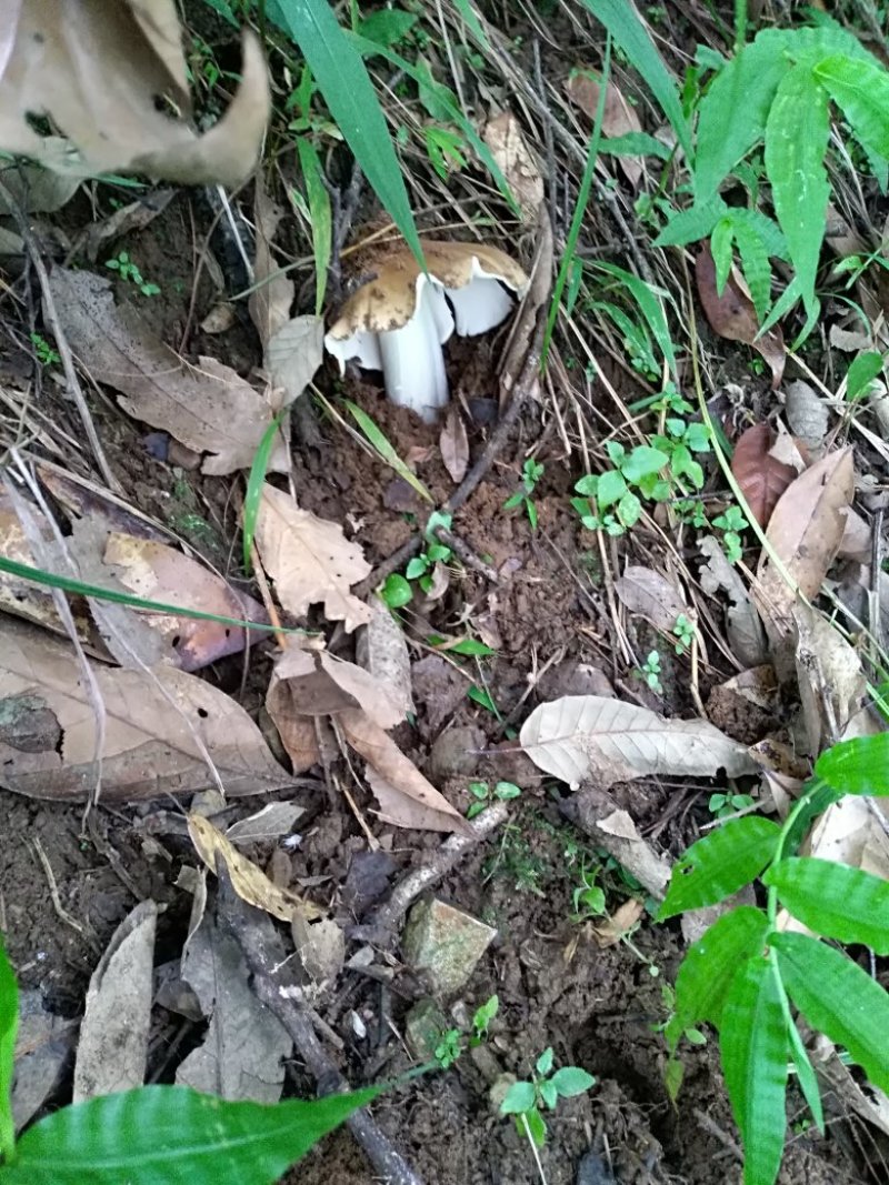 云南大理野生鸡枞