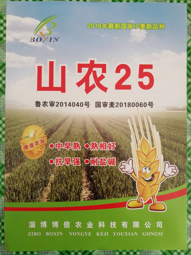 山农25旱地大田小麦2018年新国审品种面粉白香