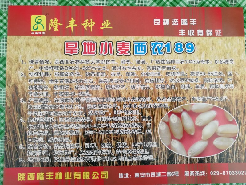 西农189旱地大田小麦种子高产强筋抗倒伏西农大