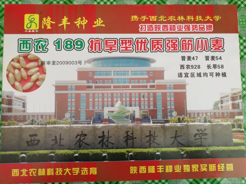 西农189旱地大田小麦种子高产强筋抗倒伏西农大