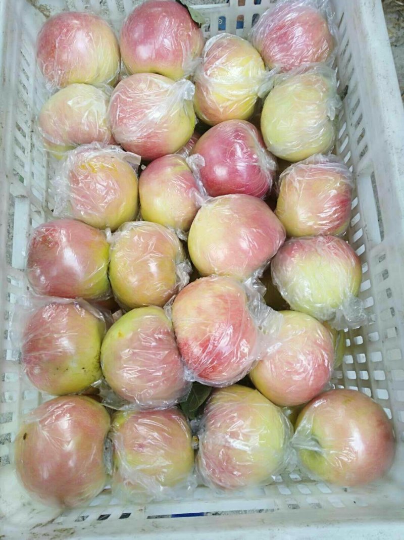 山东苹果*美八*红露*华硕*晨阳*鲁丽*品种规格齐全