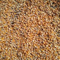苏北地区干玉米粒大量供应中