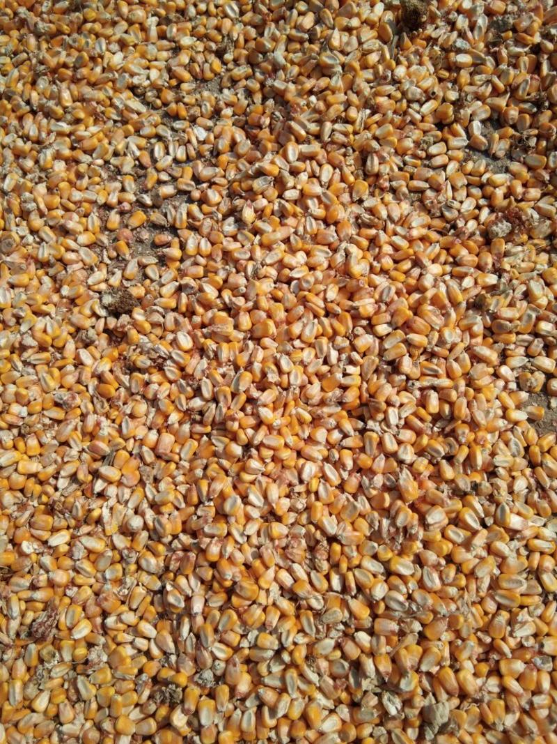 苏北地区干玉米粒大量供应中