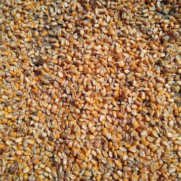 苏北地区干玉米粒大量供应中！