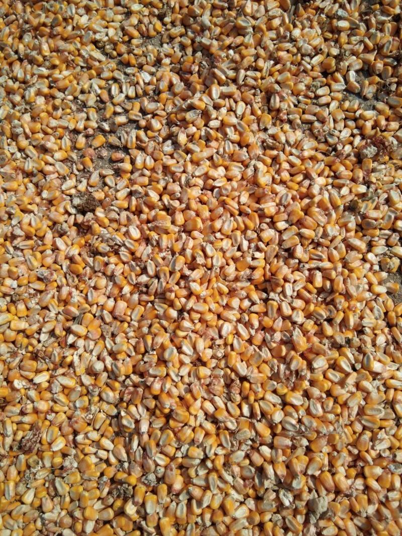 苏北地区干玉米粒大量供应中！