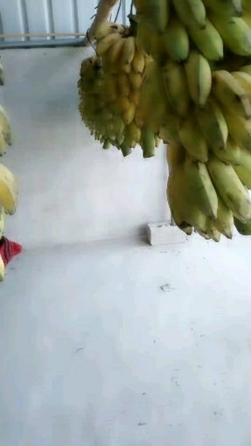 粉蕉，够大条。现在有货，批发零售都可！
