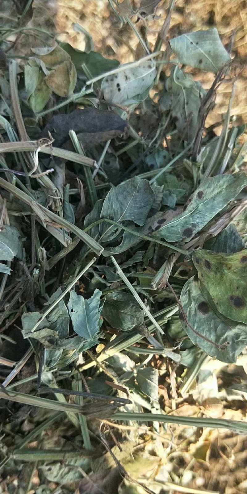 花生秧压块草，两次除土深加工包上车，全年供应