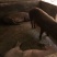 本厂专养生态黑猪，棕色瘦肉猪，黑，棕猪仔。