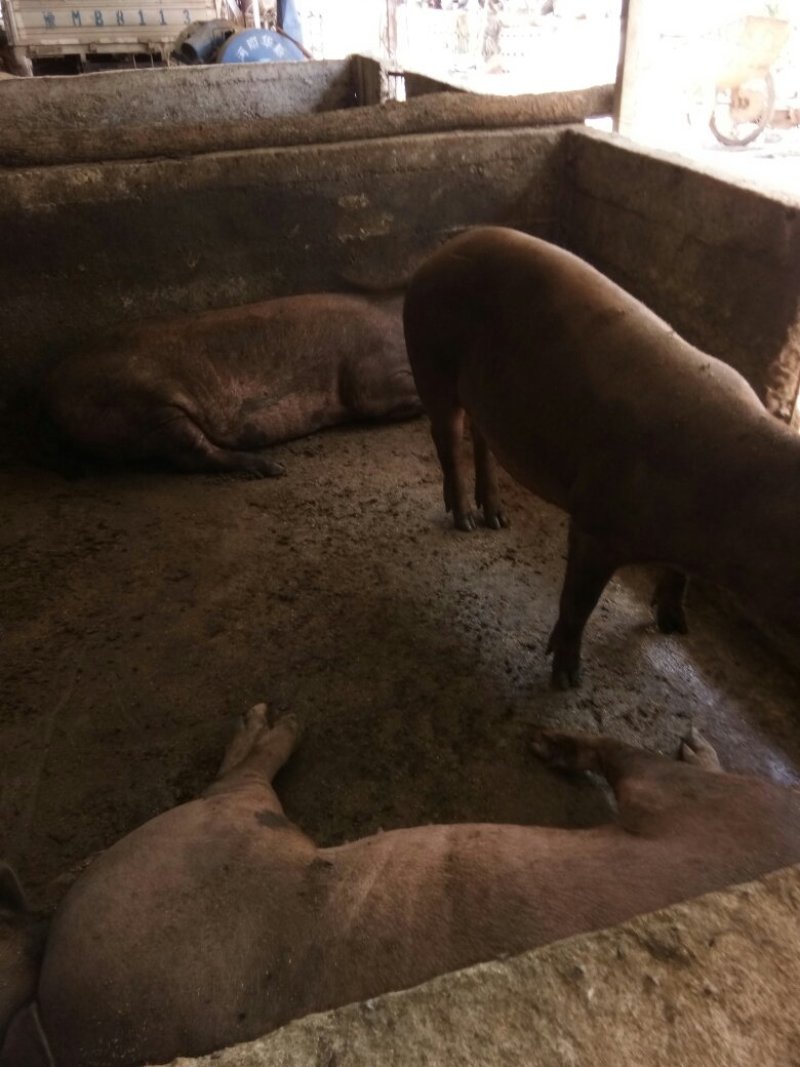 本厂专养生态黑猪，棕色瘦肉猪，黑，棕猪仔。