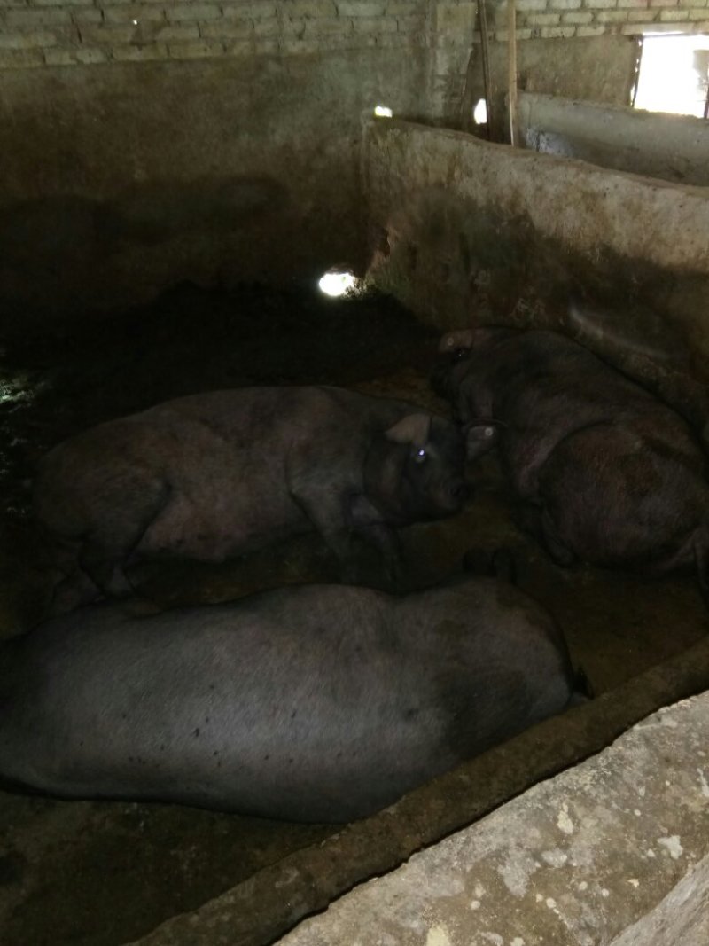 本厂专养生态黑猪，棕色瘦肉猪，黑，棕猪仔。