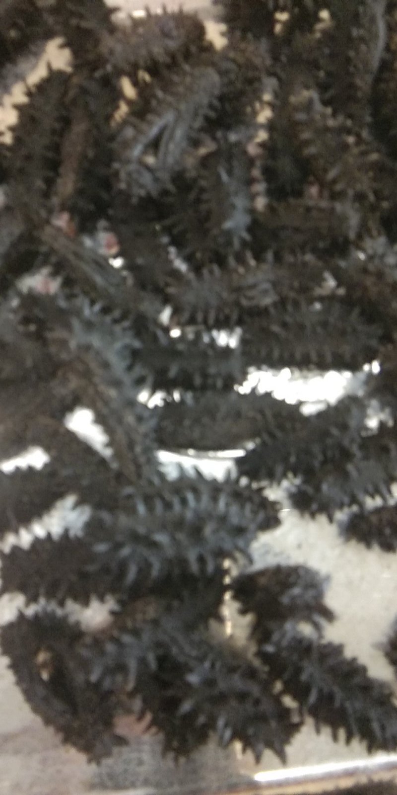 俄罗斯海参