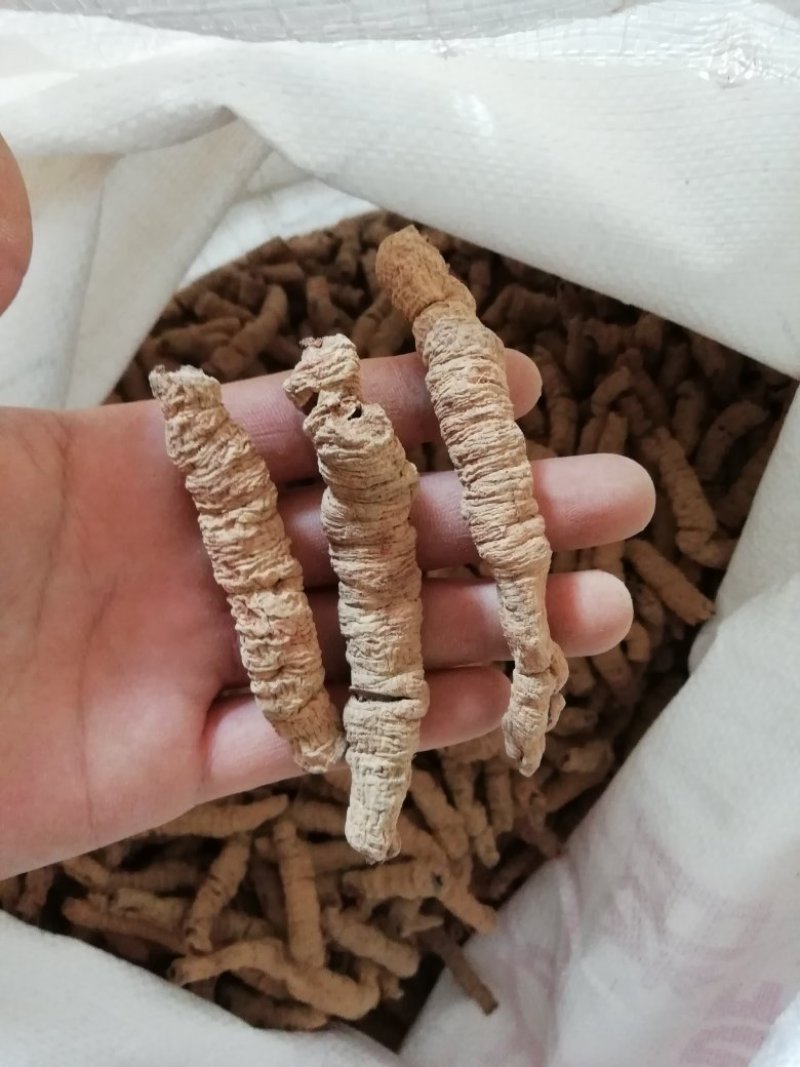 巴戟天，特级手选货