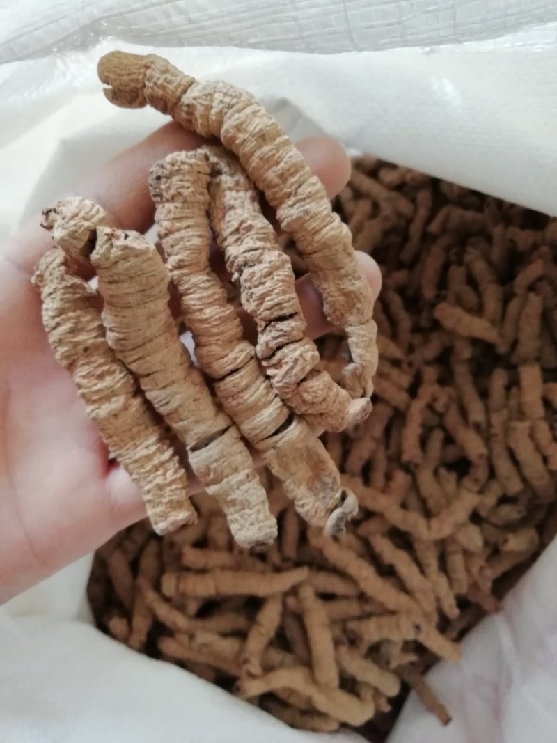 巴戟天，特级手选货