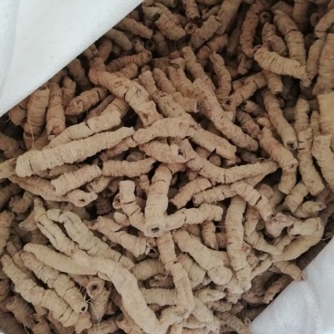 巴戟天，特级手选货