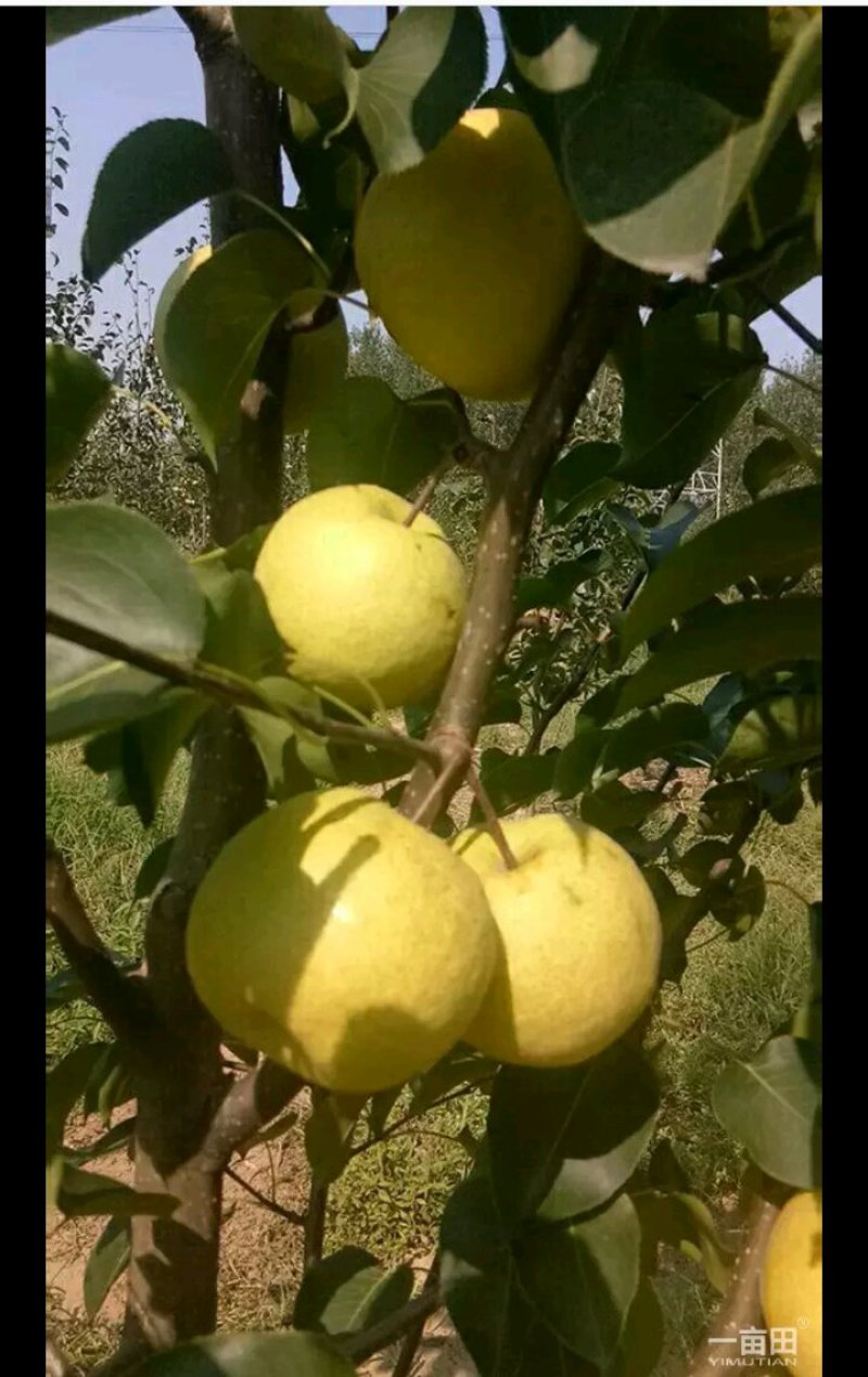酥梨大量批发