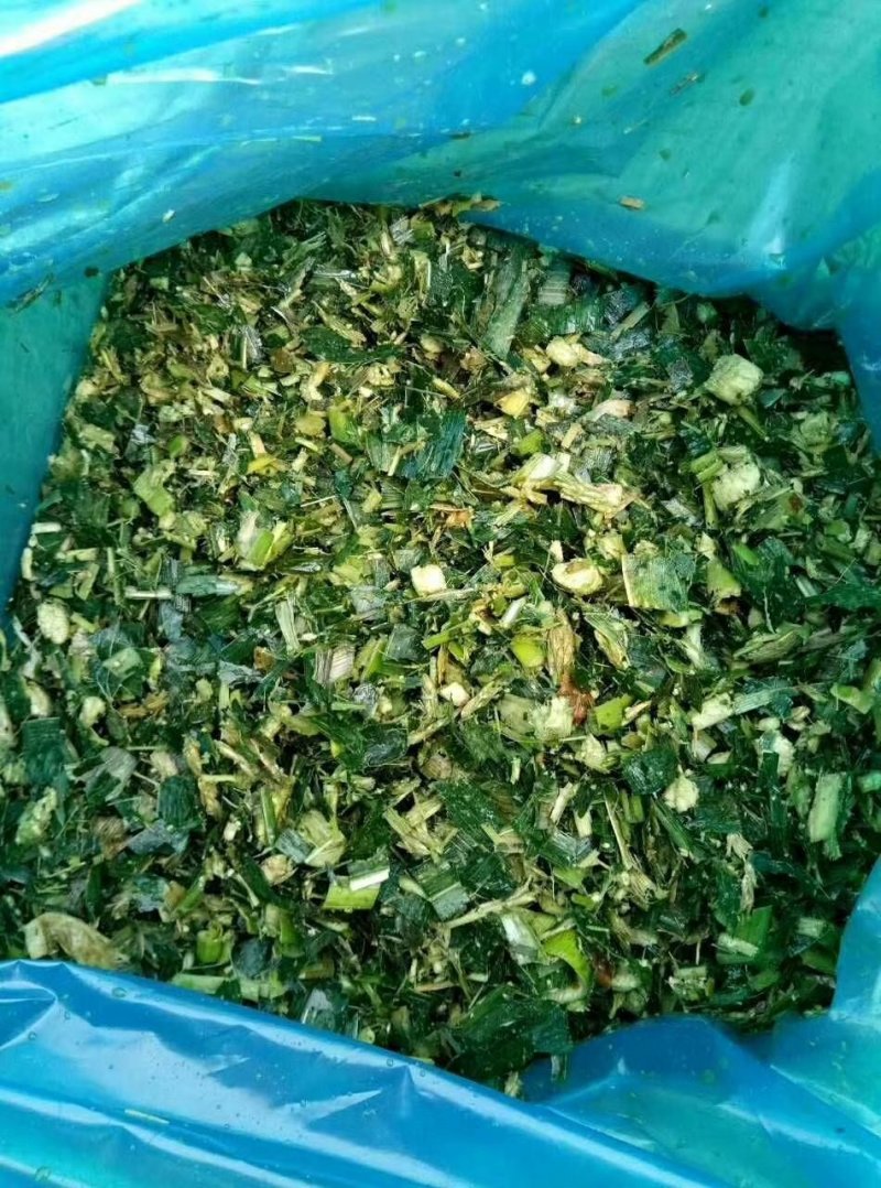 纯玉米秸秆青储