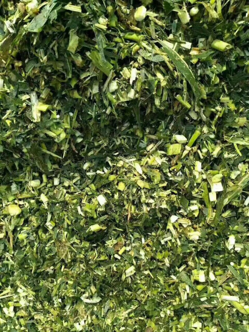 纯玉米秸秆青储
