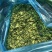 纯玉米秸秆青储