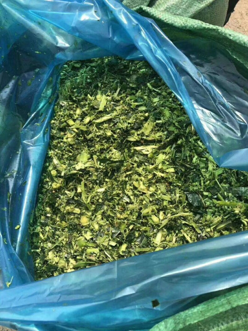 纯玉米秸秆青储