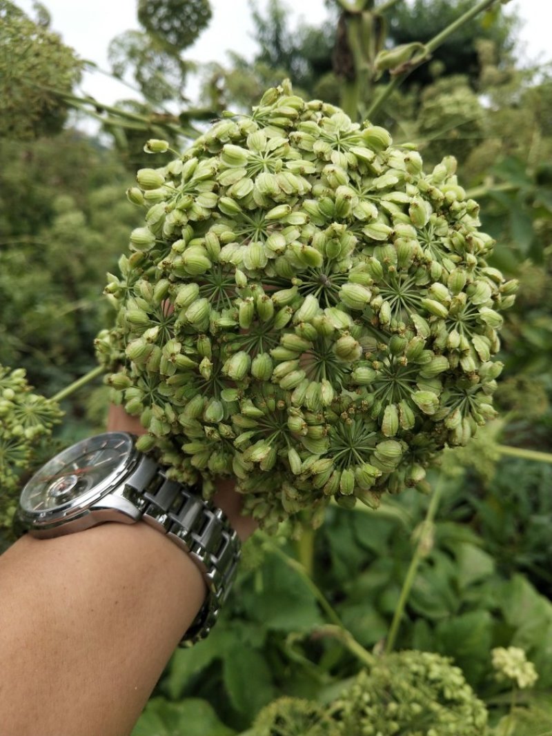 白芷籽，纯正白芷种子，两年基地货，香白芷。