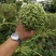 白芷籽，纯正白芷种子，两年基地货，香白芷。