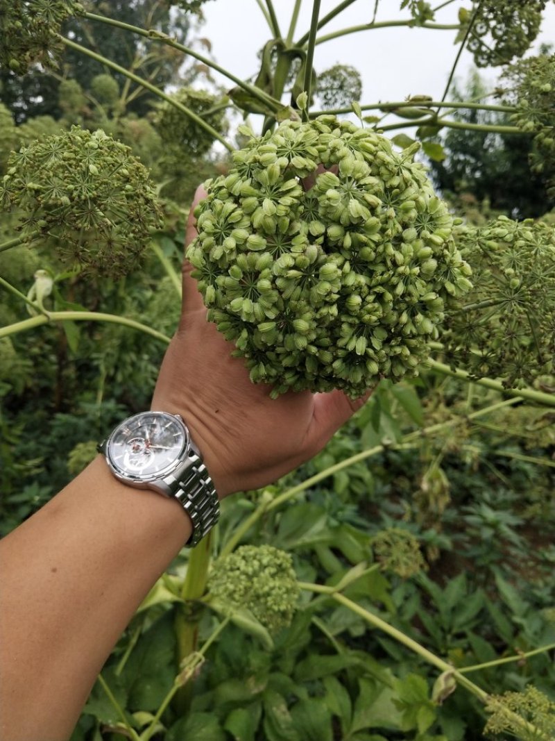 白芷籽，纯正白芷种子，两年基地货，香白芷。