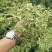 白芷籽，纯正白芷种子，两年基地货，香白芷。