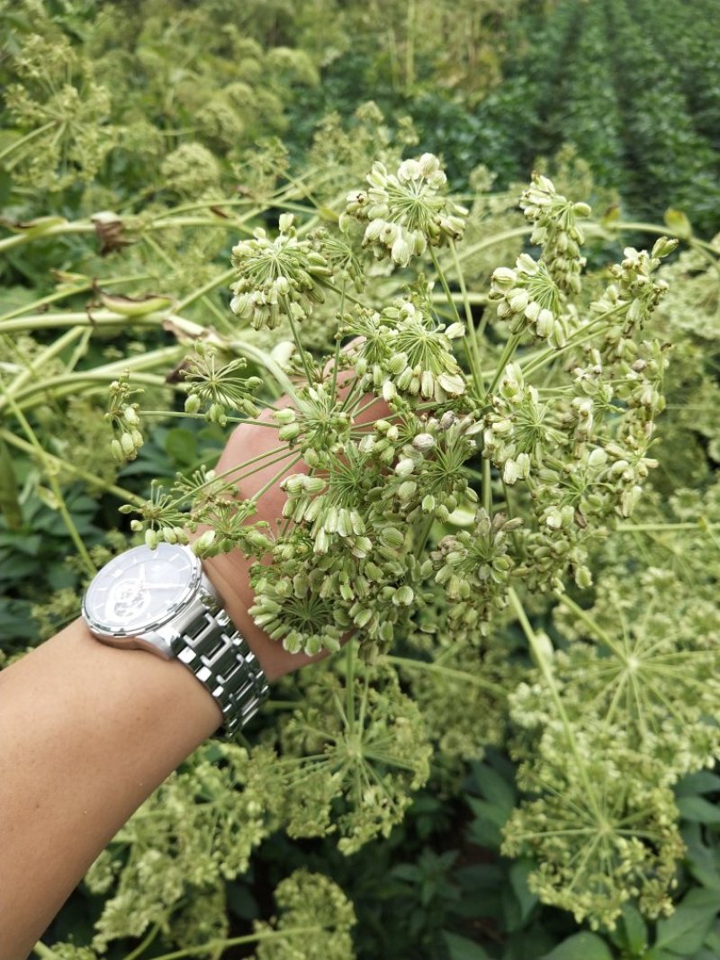 白芷籽，纯正白芷种子，两年基地货，香白芷。