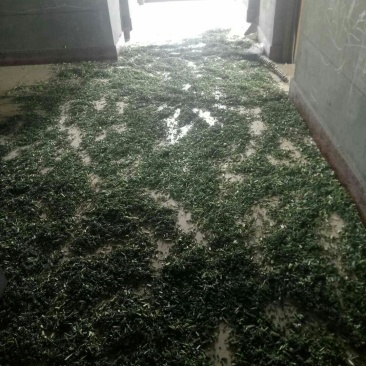 优质野生益母草