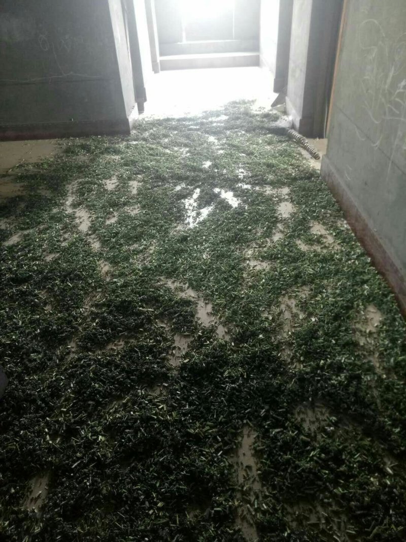 优质野生益母草