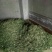 优质野生益母草