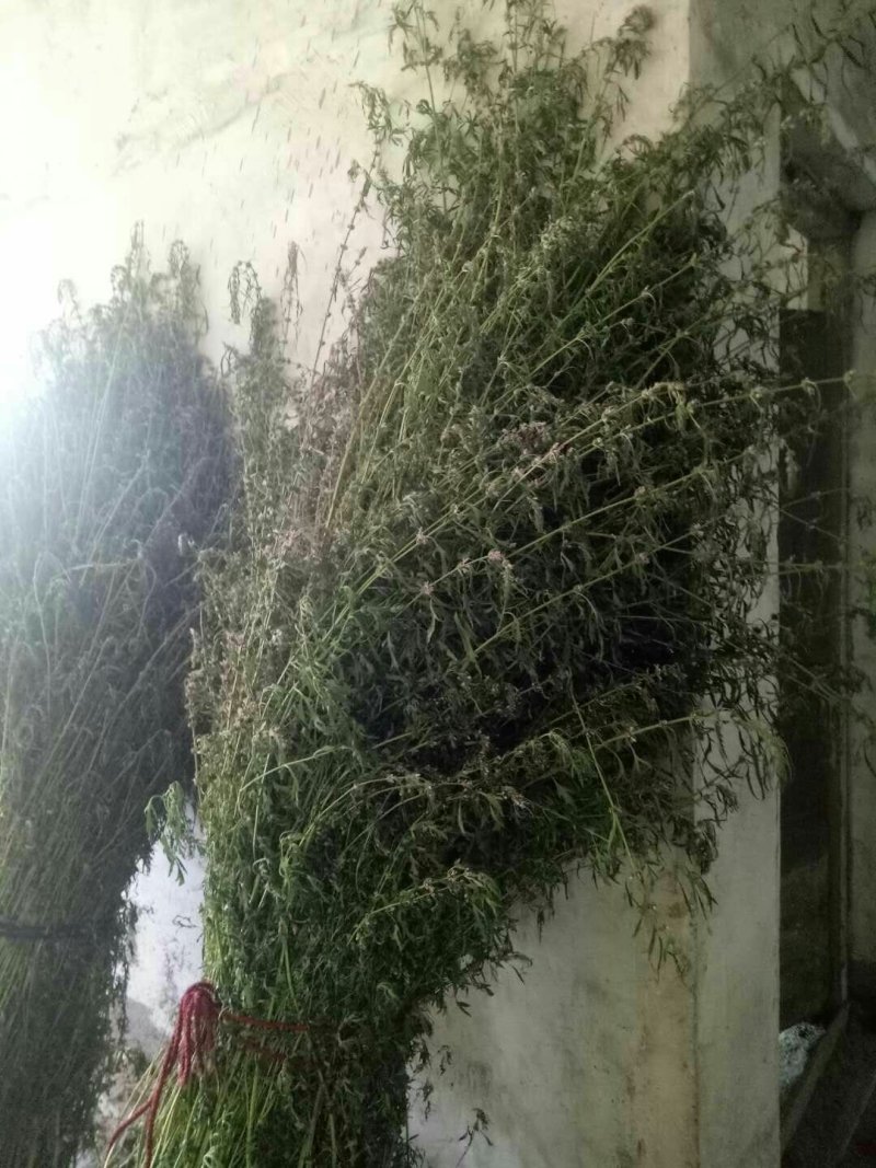 优质野生益母草