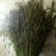优质野生益母草