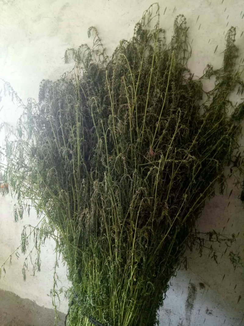 优质野生益母草