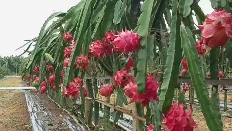 红心火龙果苗20~30成苗