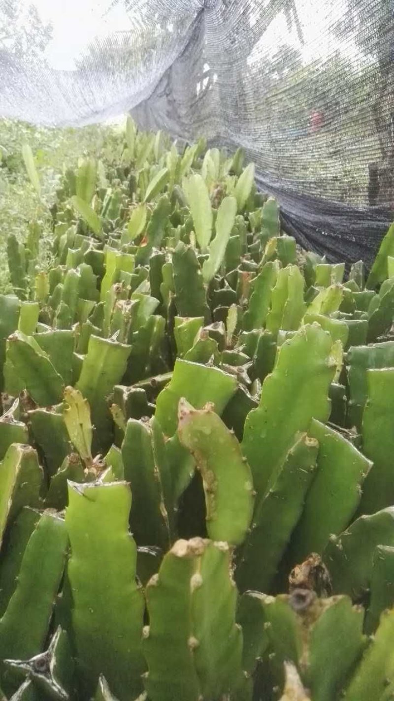 红心火龙果苗20~30成苗