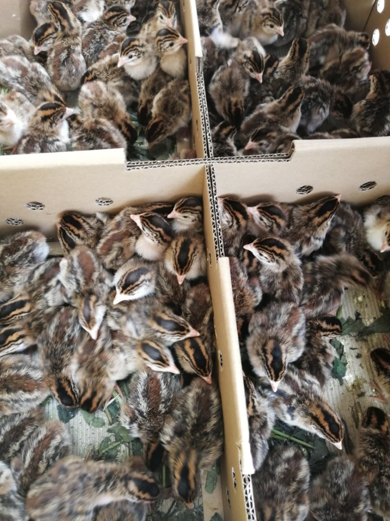 脱温珍珠鸡