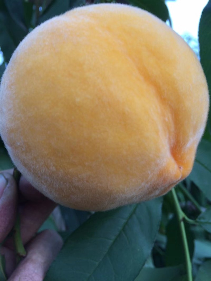 黄毛桃