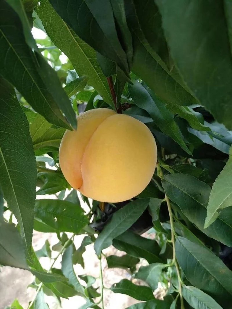 黄毛桃