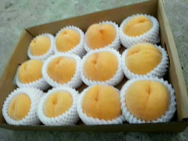 黄毛桃