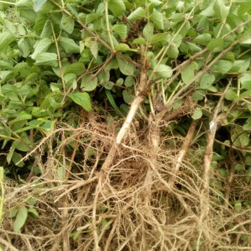 河北金银花苗木摘花，绿化，盆景/量大价优