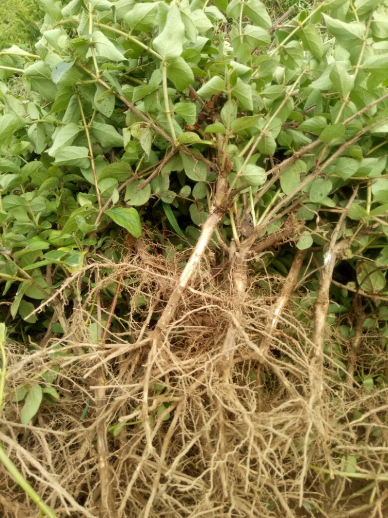 河北金银花苗木摘花，绿化，盆景/量大价优