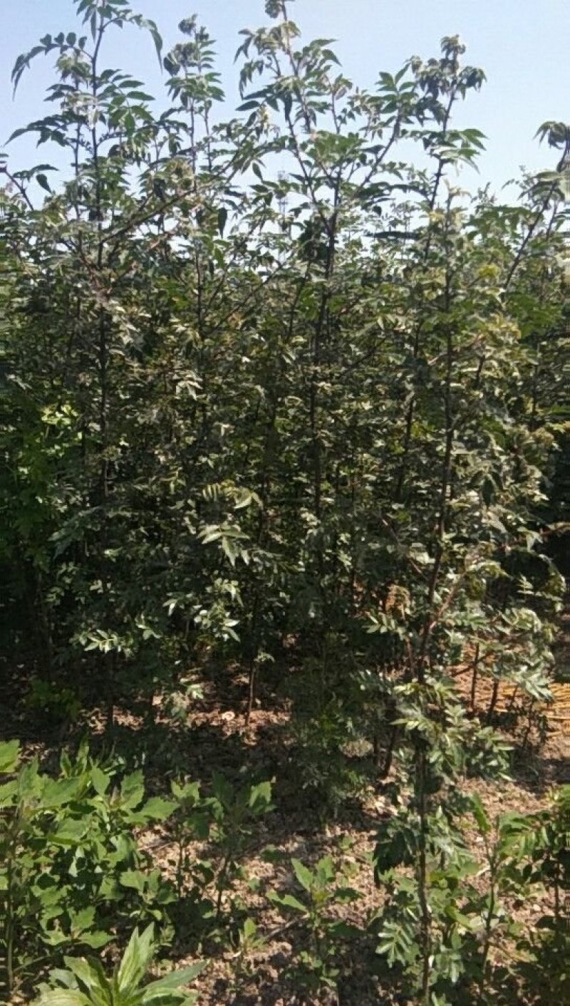 无刺花椒苗，嫁接大红袍，九叶青，品种齐全