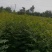 无刺花椒苗，嫁接大红袍，九叶青，品种齐全
