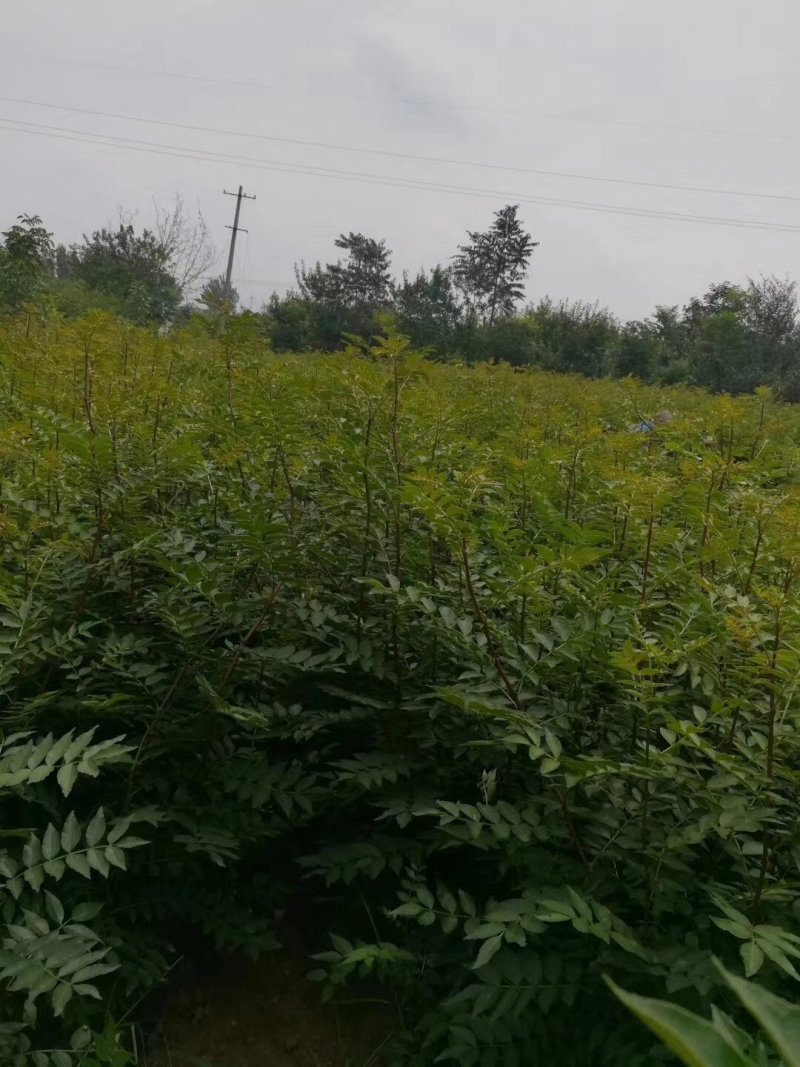 无刺花椒苗，嫁接大红袍，九叶青，品种齐全