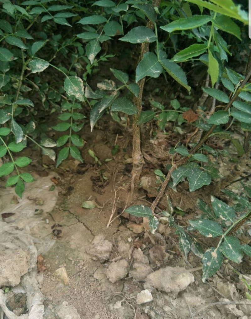 无刺花椒苗，嫁接大红袍，九叶青，品种齐全