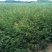 无刺花椒苗，嫁接大红袍，九叶青，品种齐全
