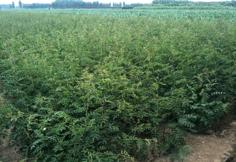 无刺花椒苗，嫁接大红袍，九叶青，品种齐全