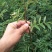 无刺花椒苗，嫁接大红袍，九叶青，品种齐全