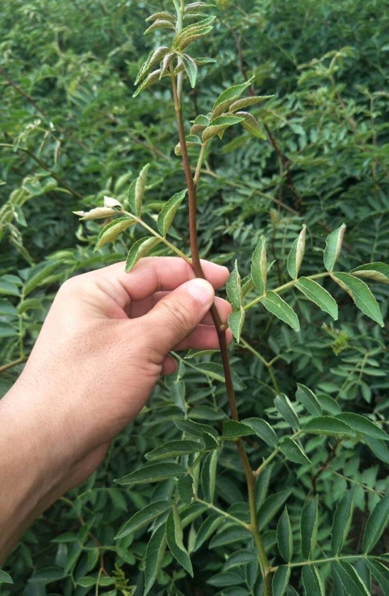 无刺花椒苗，嫁接大红袍，九叶青，品种齐全